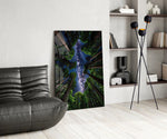 Redwood Canopy Milky Way Night Sky Glass Wall Art