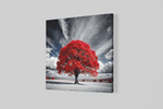 Rode Boom – Vierkant Canvas Schilderij voor de Wand