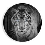 Tijger met ijsblauwe ogen – Rond Glasschilderij