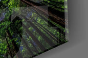 Redwood Canopy Milky Way Night Sky Glass Wall Art