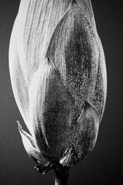 Noir Bloom Radiance – 3D-Reliefbild mit schwarzem Hintergrund und leuchtender Blume