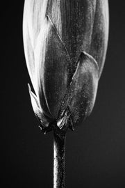Noir Bloom Radiance – 3D-Reliefbild mit schwarzem Hintergrund und leuchtender Blume