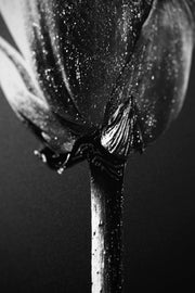 Noir Bloom Radiance – 3D-Reliefbild mit schwarzem Hintergrund und leuchtender Blume