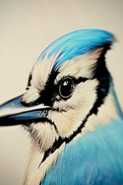 Sapphire Songbird – 3D-Reliefgemälde mit blauen Vögeln und warmen Blütentönen