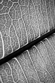 Silver Veins – 3D Relief Painting with Silver-Grey Leaf Veins