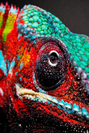 Gardien Prismaskin – Peinture en relief 3D avec caméléon coloré