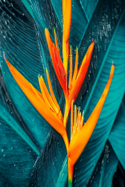 Teal Canopy Flame — Haptische 3D-Prägung + Glanzlackdruck