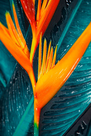 Teal Canopy Flame — Haptische 3D-Prägung + Glanzlackdruck
