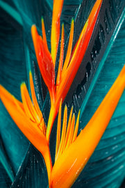 Teal Canopy Flame — Haptische 3D-Prägung + Glanzlackdruck