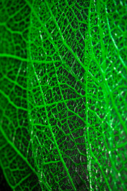 Verdant Lattice — Luxe 3D Relief Painting with High-Gloss Finish