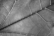 Silver Veins – 3D Relief Painting with Silver-Grey Leaf Veins