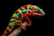 Gardien Prismaskin – Peinture en relief 3D avec caméléon coloré