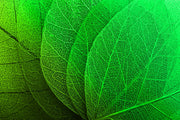 Verdant Lattice — Luxe 3D Relief Painting with High-Gloss Finish