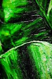 Verdant Tropics Infusion — Luxe 3D Relief Wall Art with High-Gloss Finish
