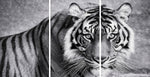 Snow Tiger Mega Glass Wall Art