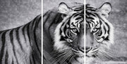 Snow Tiger Mega Glass Wall Art