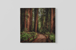 Wandelpad in het bos – Canvas Wanddecoratie in Vierkante Vorm