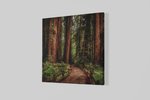 Wandelpad in het bos – Canvas Wanddecoratie in Vierkante Vorm