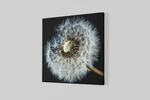 Paardenbloem – Canvas Wanddecoratie in Vierkante Vorm