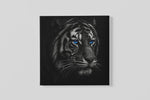 Tijger met blauwe Ogen – Vierkante Canvas Wandkunst