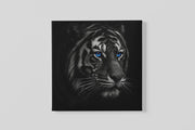 Tijger met blauwe Ogen – Vierkante Canvas Wandkunst