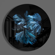 Blauwe betta met sierlijk golvende vinnen – Rond Glasschilderij