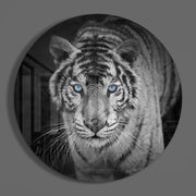 Tijger met ijsblauwe ogen – Rond Glasschilderij