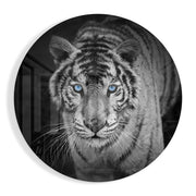 Tijger met ijsblauwe ogen – Rond Glasschilderij