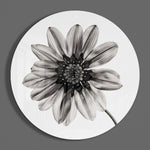 Monochrome gazania – Rond Glasschilderij
