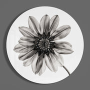 Monochrome gazania – Rond Glasschilderij