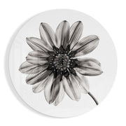 Monochrome gazania – Rond Glasschilderij
